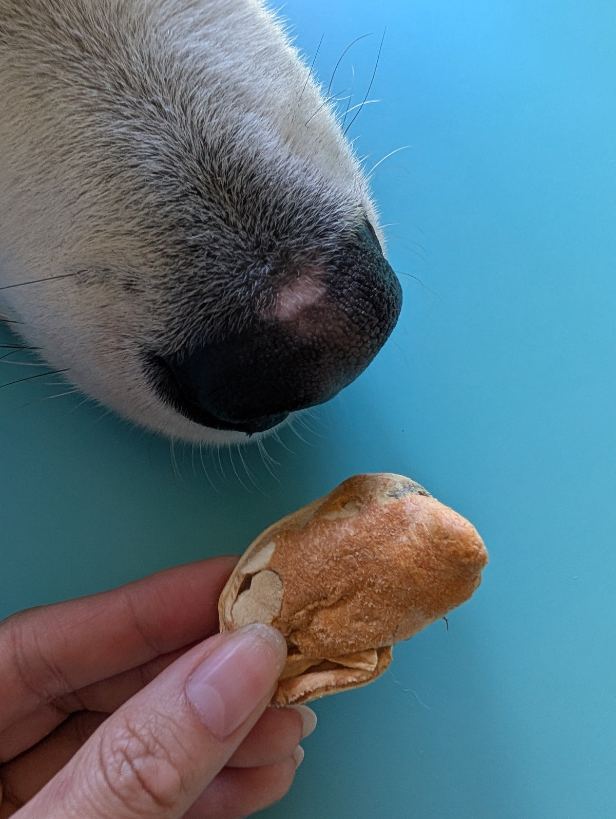 Freeze Dried Mussels